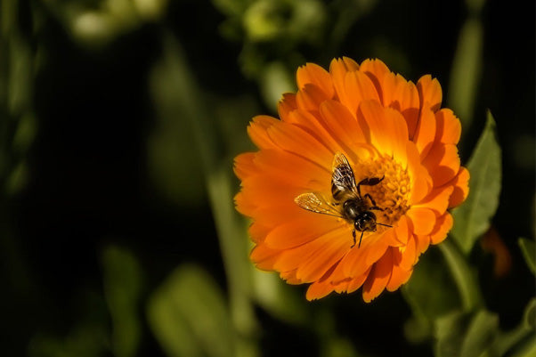 The soothing power of calendula for sensitive skin conditions
