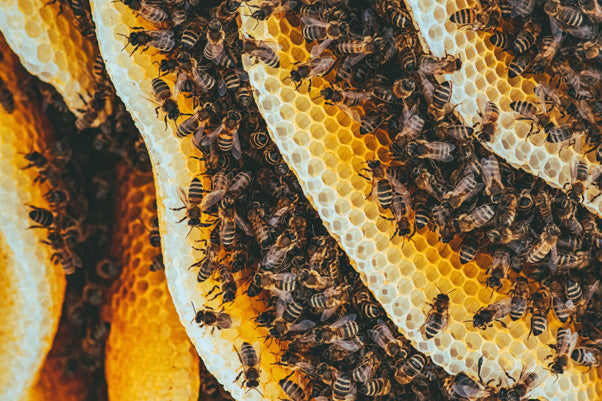 Is all honey created equal?