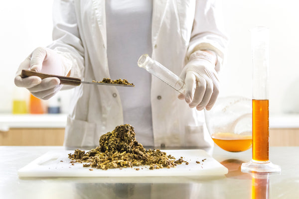 Why Propolis ‘Bee Glue’ is amazing!