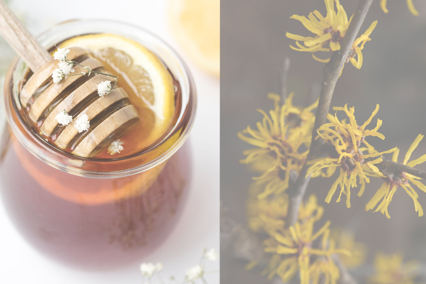 Witch hazel and honey for youthful skin