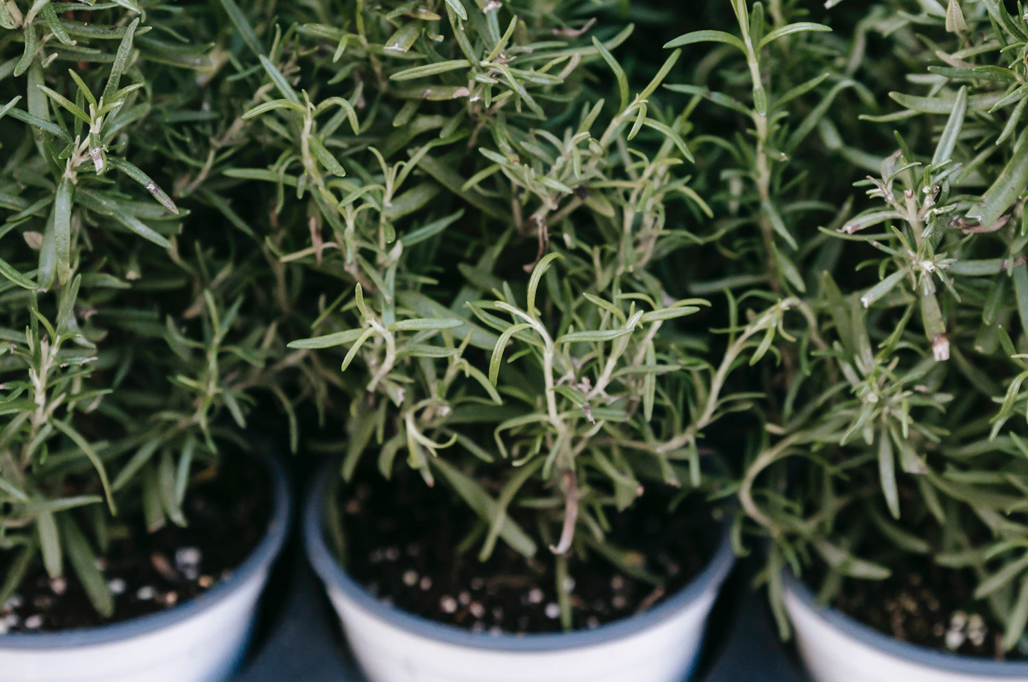 rosemary for hair