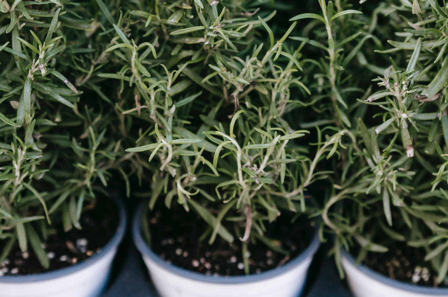 Rosemary: your hair's new best friend
