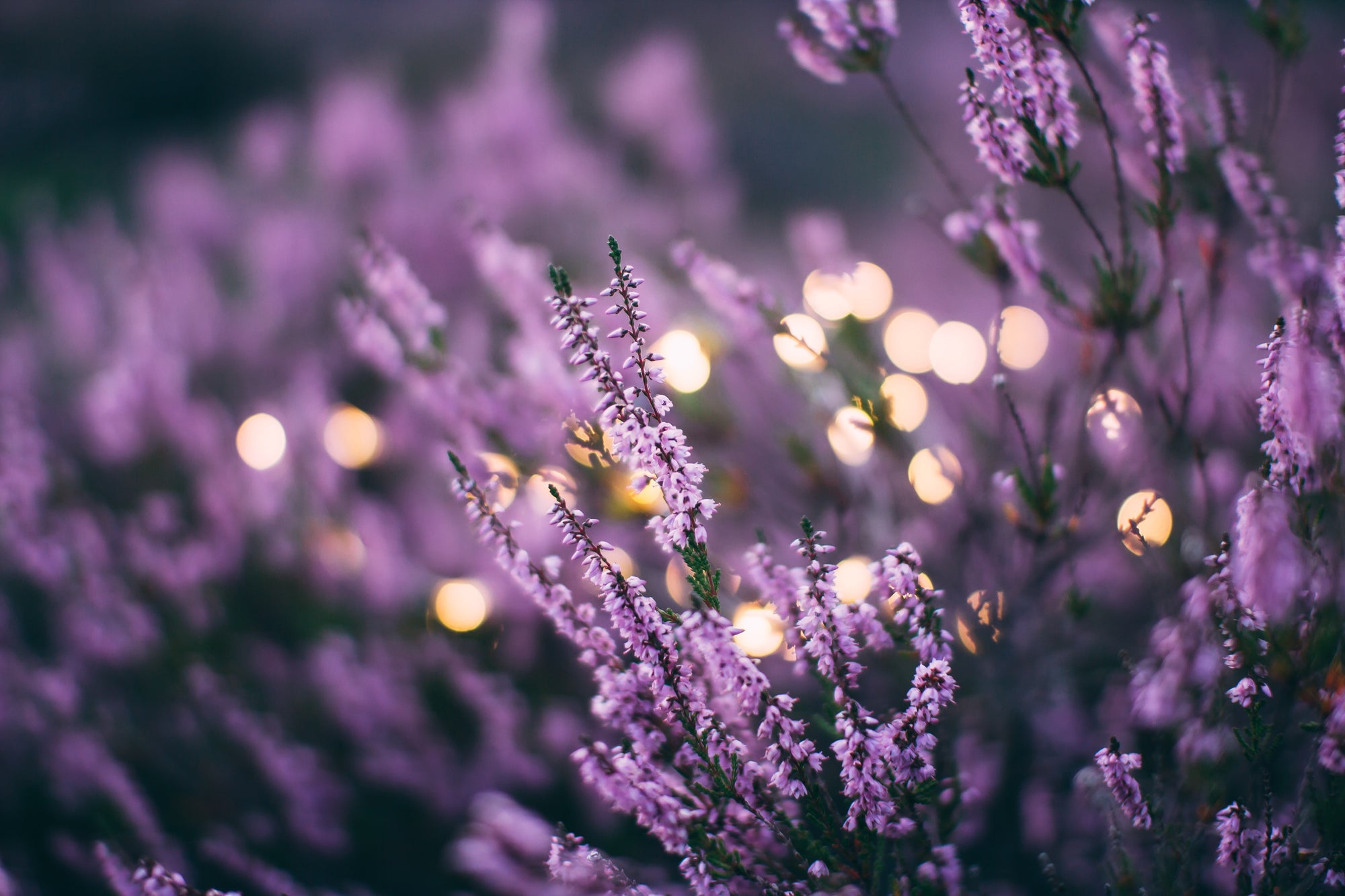 What are terpenes?
