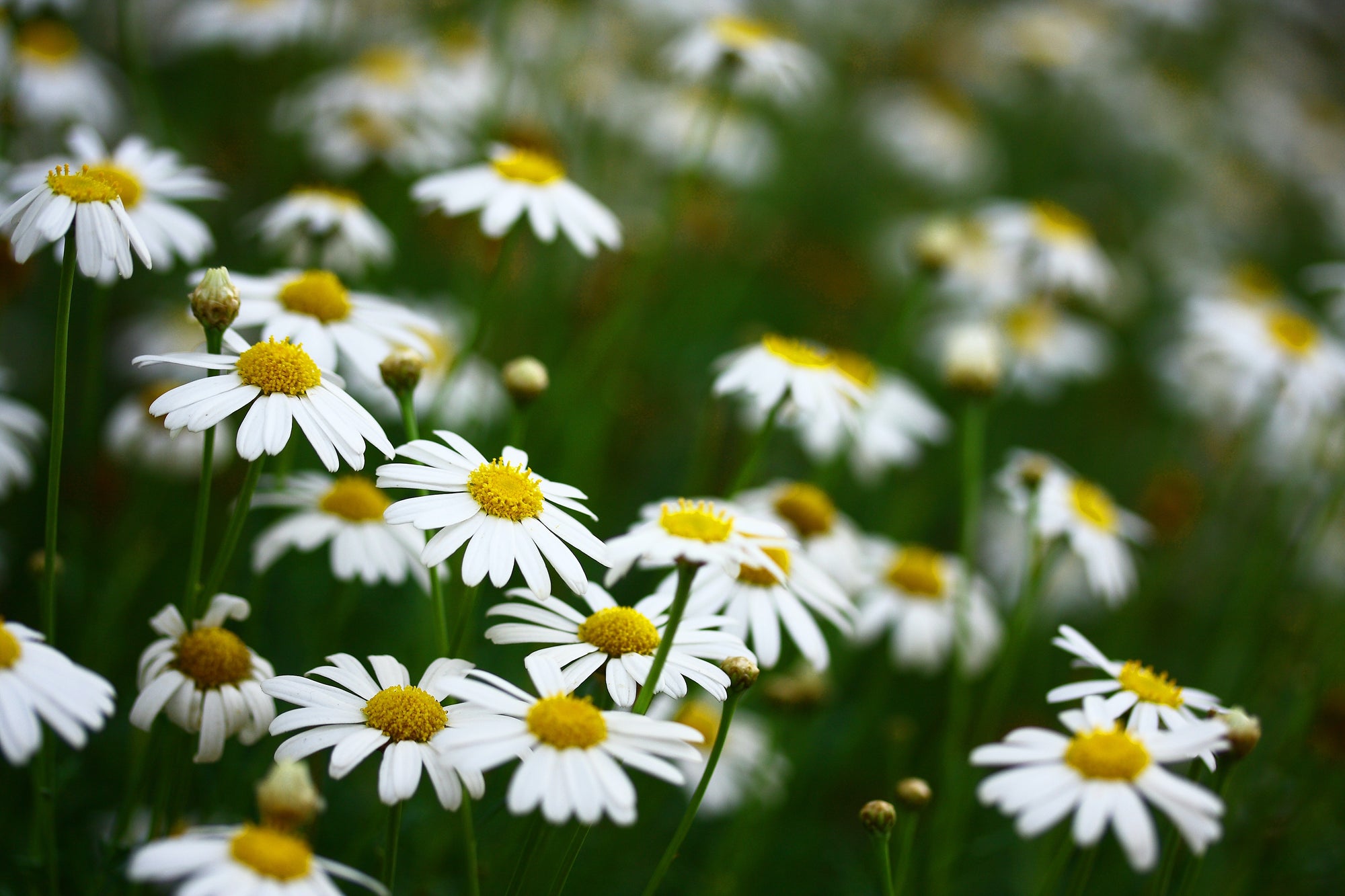 Chamomile and hair care